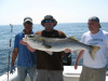 Striped Bass fishing newburyport